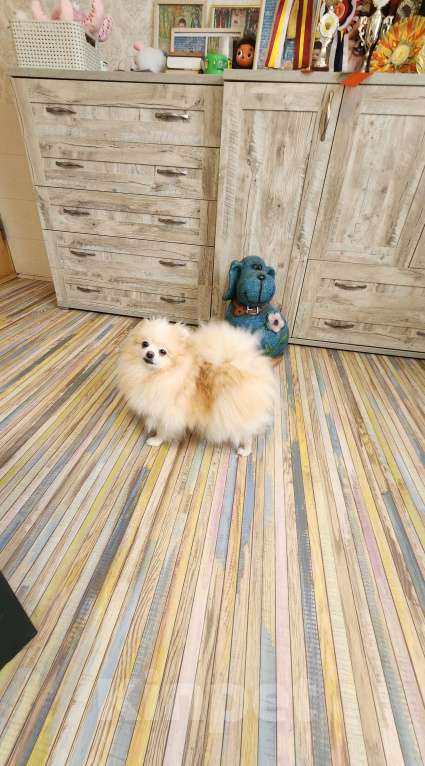 Собаки в Москве: Кремовая девочка померанского шпица Девочка, Бесплатно - фото 1