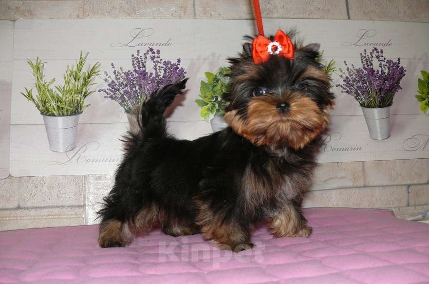 Собаки в Королеве: Мини девочка йорк Девочка, 100 000 руб. - фото 2