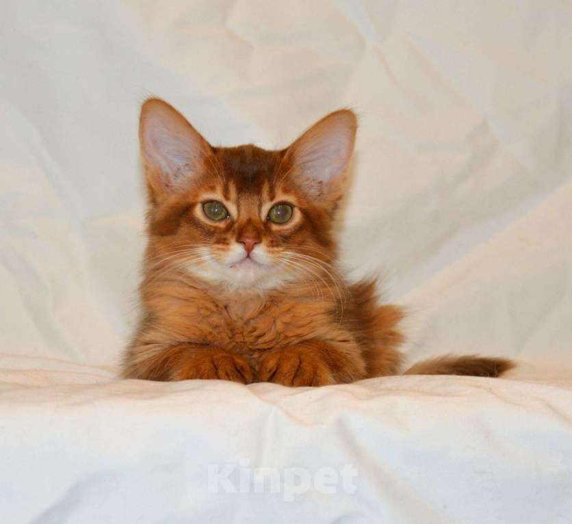 Кошки в Ливны: Сомалийский котенок, 35 000 руб. - фото 1
