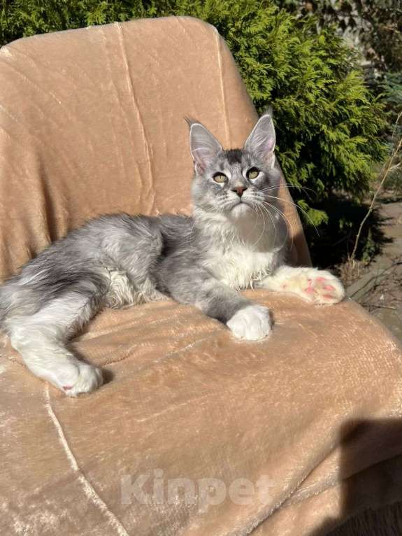 Кошки в Майкопе: Котята мейн-кун Мальчик, 50 000 руб. - фото 1