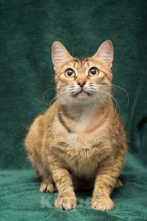 Кошки в Москве: Хикат Девочка, Бесплатно - фото 3