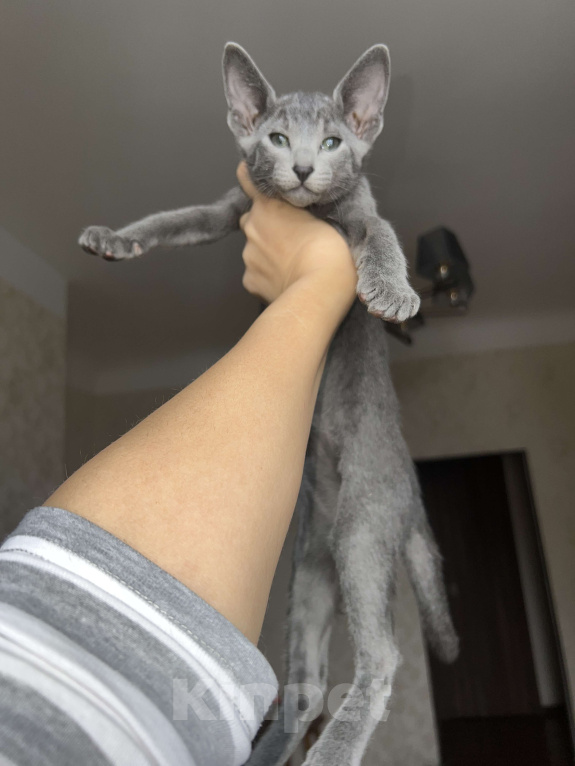 Кошки в Москве: Ориентальный мальчик  Мальчик, 60 000 руб. - фото 1