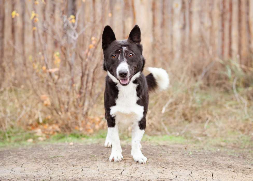 Собаки в Москве: Собака в добрые руки. Метис корги Мальчик, Бесплатно - фото 6