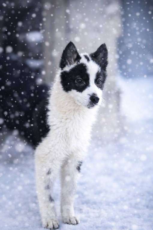 Собаки в Лосином-Петровском: Роберта якутенок ппбж Девочка, Бесплатно - фото 2