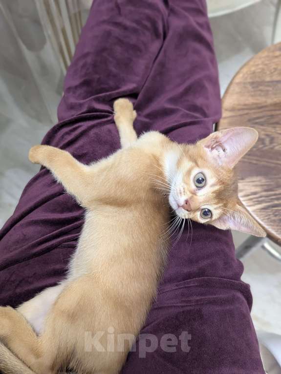 Кошки в Москве: Девочка сорель Девочка, 35 000 руб. - фото 6