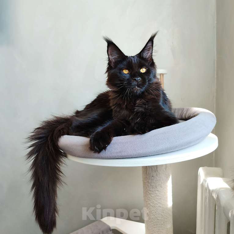 Кошки в Красноярске: Кошечка мейн-кун Девочка, 35 000 руб. - фото 3