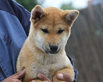 Собаки в Челябинске: Мальчик сиба Мальчик, 35 000 руб. - фото 1