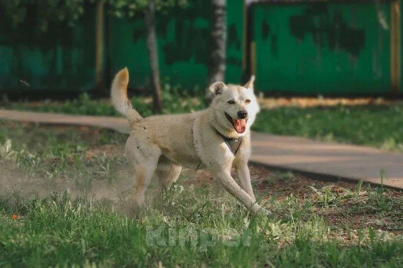 Собаки в Москве: Собака Бим из приюта в добрые руки Мальчик, Бесплатно - фото 5