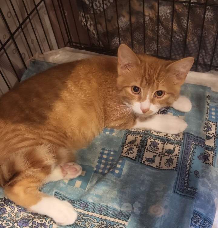 Кошки в Москве: Рыжие котята в добрые руки Мальчик, 1 руб. - фото 1