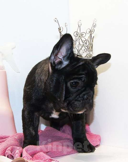 Собаки в Щелково: Французская принцесса Девочка, 80 000 руб. - фото 2