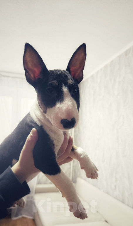 Собаки в Москве: Миниатюрный бультерьер Девочка, 100 000 руб. - фото 3