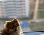 Собаки в Москве: Продается шпиц  Мальчик, 20 000 руб. - фото 3