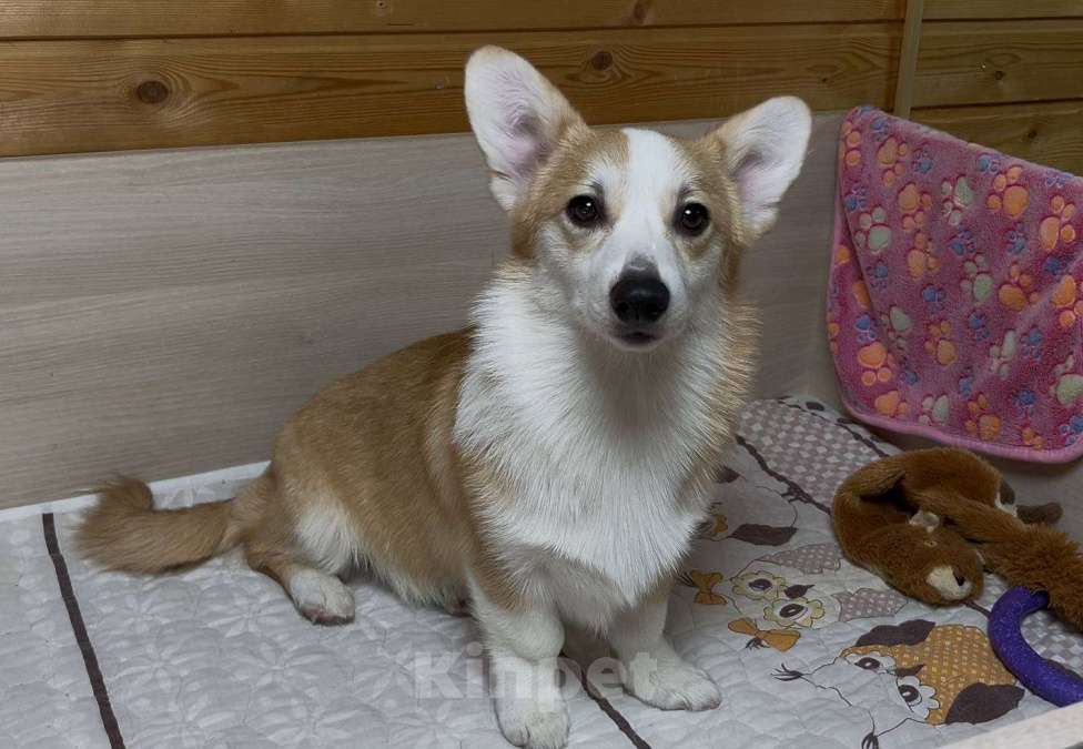Собаки в Москве: Вельш корги пемброк девочка с хвостиком Девочка, 25 000 руб. - фото 9