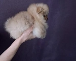 Собаки в Северске: Продается померанский щенок Мальчик, 35 000 руб. - фото 3