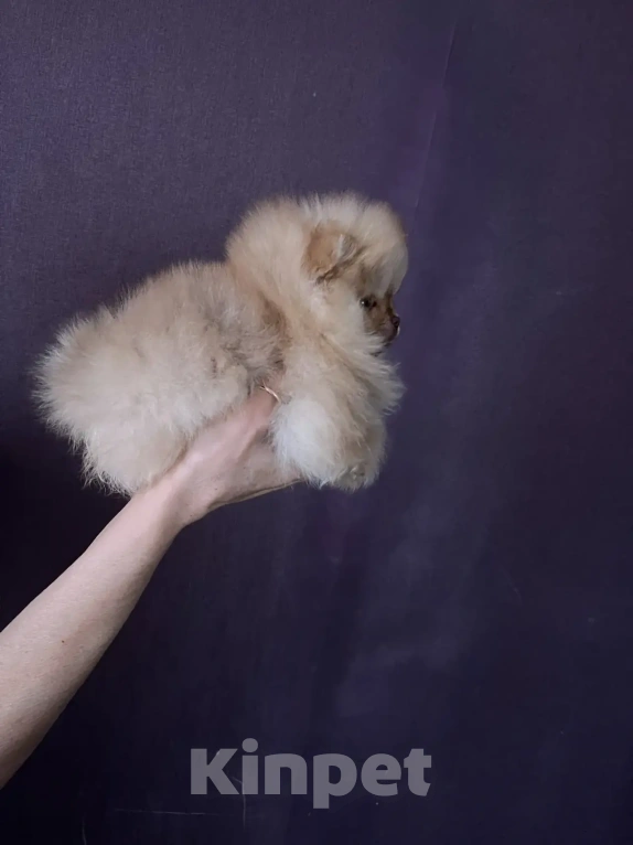 Собаки в Северске: Продается померанский щенок Мальчик, 35 000 руб. - фото 3