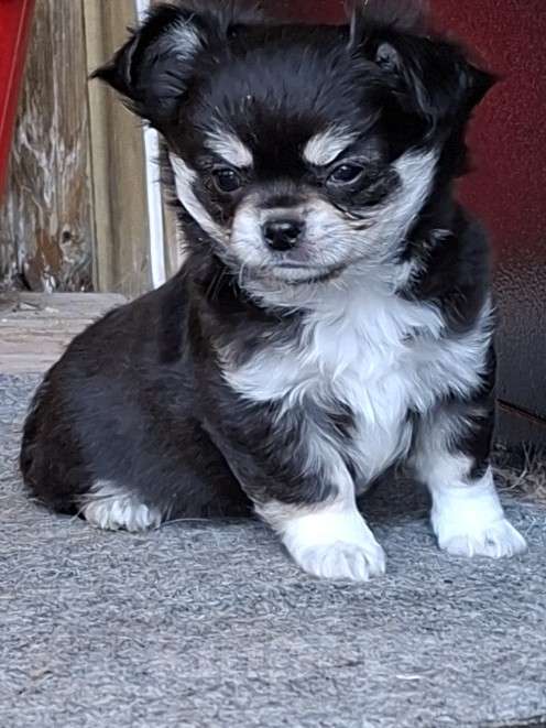 Собаки в других городах Калужской области: Черный триколор мальчик Мальчик, 50 000 руб. - фото 2