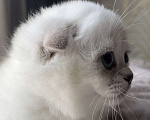 Кошки в Москве: Шотландский вислоухий котенок Девочка, Бесплатно - фото 2