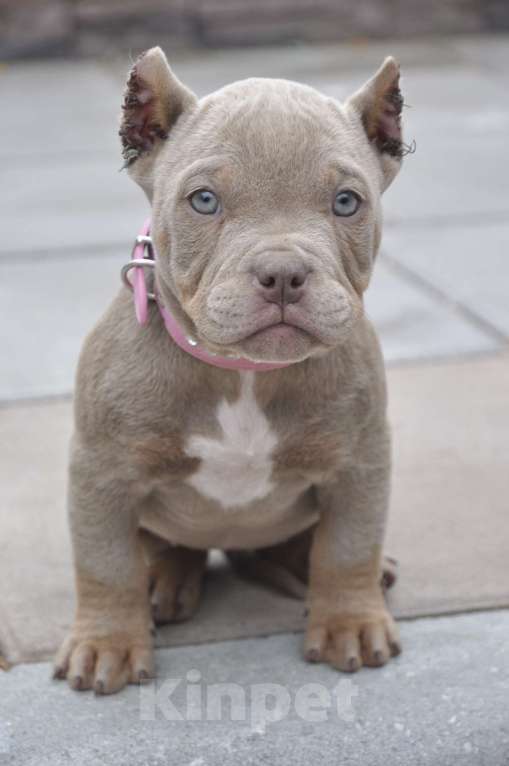 Собаки в Москве: Красотка американский булли Девочка, 80 000 руб. - фото 5