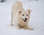 Собаки в Красногорске: Белое облачко Кнопа 11 месяцев ищет дом Девочка, Бесплатно - фото 3