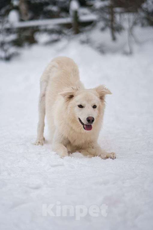 Собаки в Красногорске: Белое облачко Кнопа 11 месяцев ищет дом Девочка, Бесплатно - фото 3