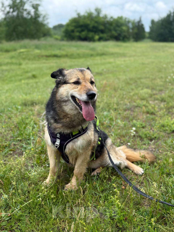 Собаки в Москве: Девушка которая любит! Девочка, Бесплатно - фото 6