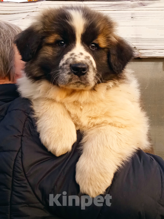 Собаки в Ижевске: Щенок Московской Сторожевой Девочка, 50 000 руб. - фото 1