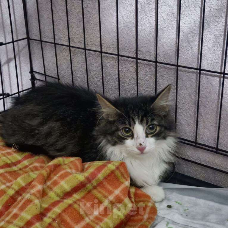 Кошки в Москве: Пушистый красивый котенок Тим в добрые руки Мальчик, Бесплатно - фото 3