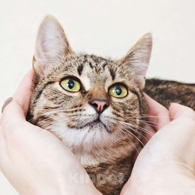 Кошки в Москве: Нежная кошечка Антоновка ищет дом Девочка, Бесплатно - фото 1