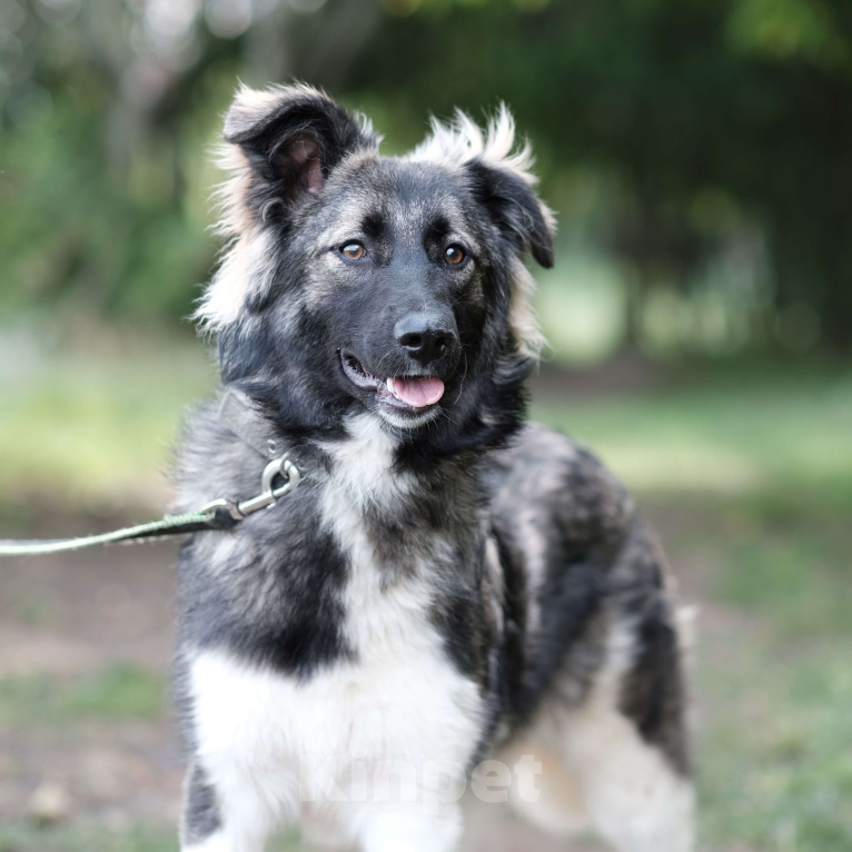 Собаки в Москве: Дейзи Девочка, Бесплатно - фото 2