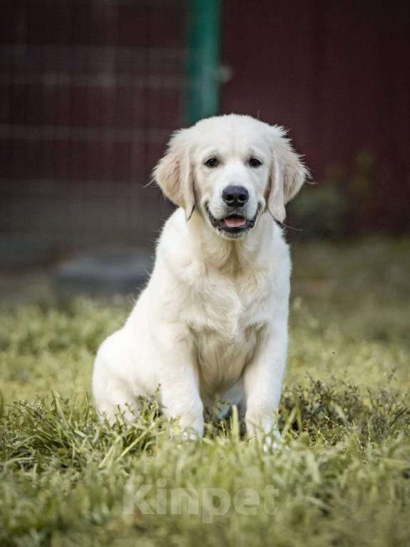 Собаки в Мытищах: Золотистый ретривер, щенок Мальчик, 60 000 руб. - фото 6
