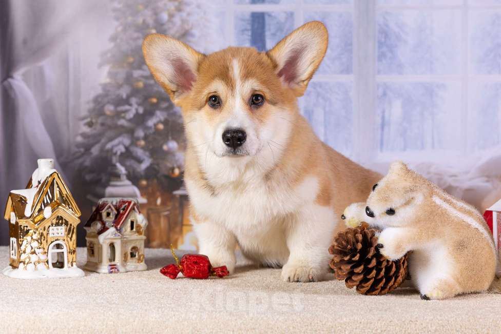 Собаки в Москве: Вита Приора Мавруд Мальчик, 80 000 руб. - фото 2