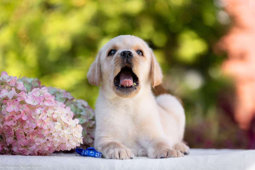 Собаки в Москве: Палевый щенок лабрадора  Мальчик, 100 000 руб. - фото 5