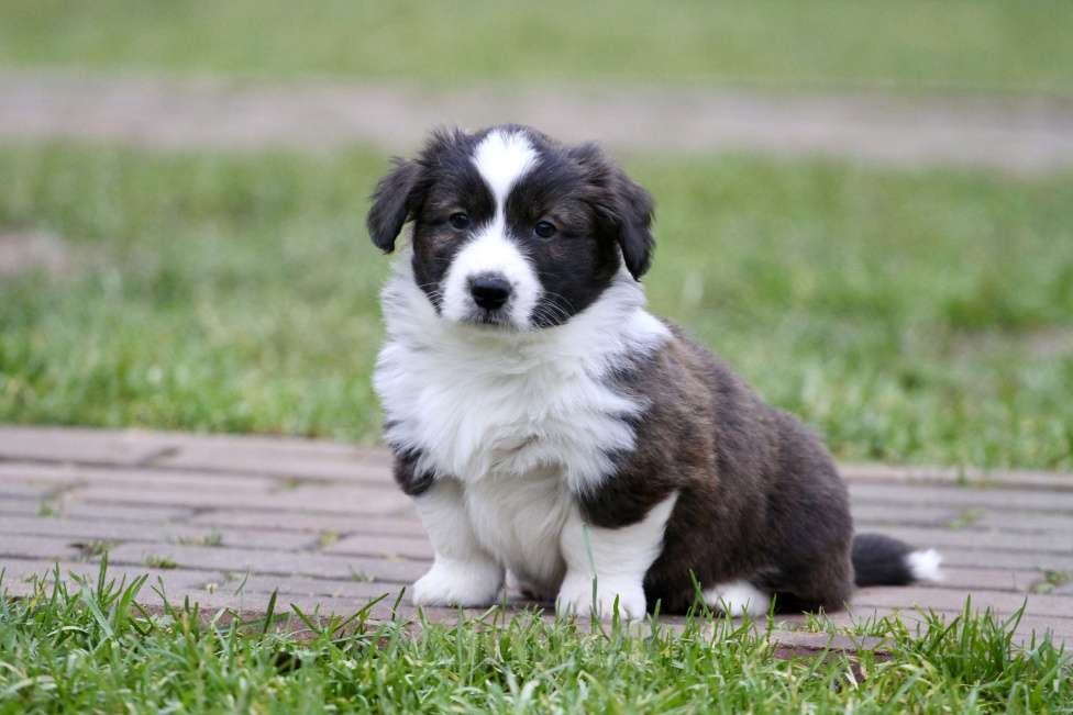 Собаки в Москве: Вельш корги кардиган Девочка, 40 000 руб. - фото 5