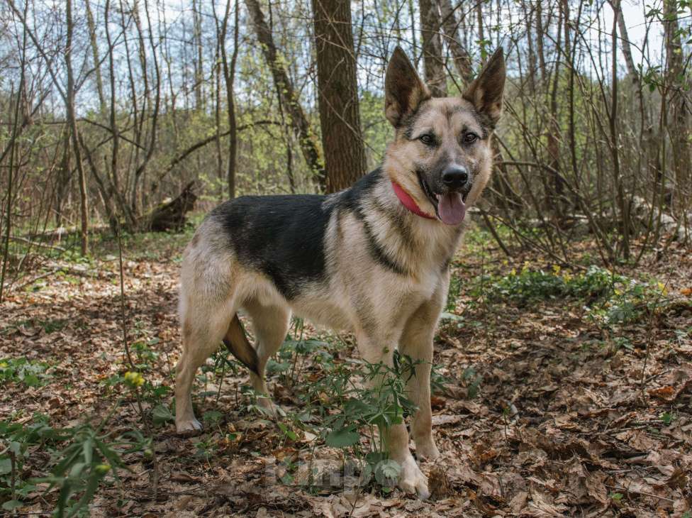 Собаки в Москве: Скромный юноша, который покорит ваше сердце. Мальчик, 1 руб. - фото 3