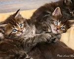 Кошки в Сыктывкаре: Подрошенные котята Мейн Куна Мальчик, Бесплатно - фото 1