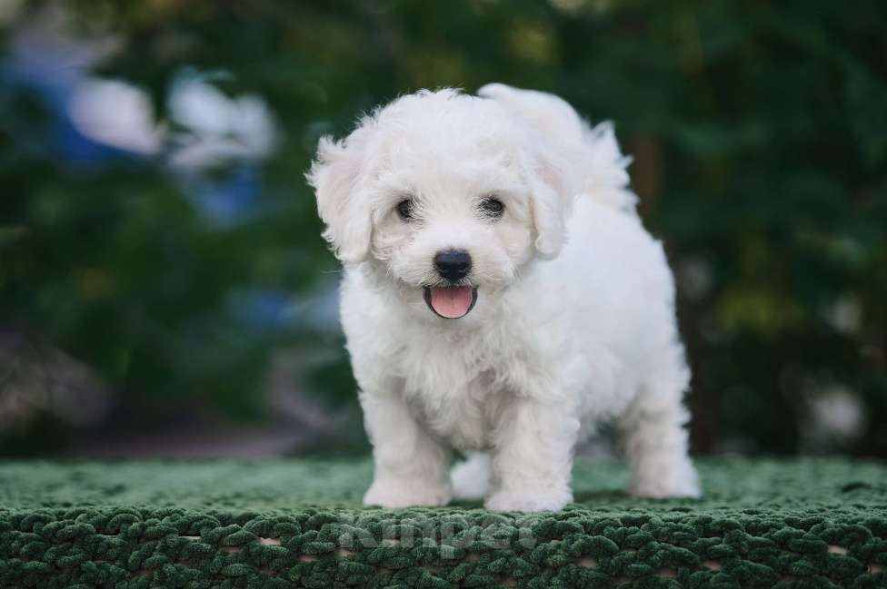 Собаки в Видном: Щенок Бишон фризе Мальчик, 50 000 руб. - фото 5
