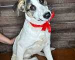 Собаки в Химках: Улыбака Лиза ищет дом Девочка, Бесплатно - фото 4