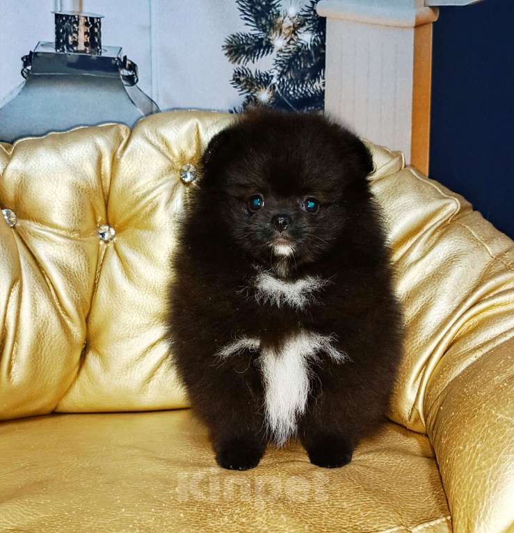 Собаки в Санкт-Петербурге: Черный мальчик Мальчик, 35 000 руб. - фото 3