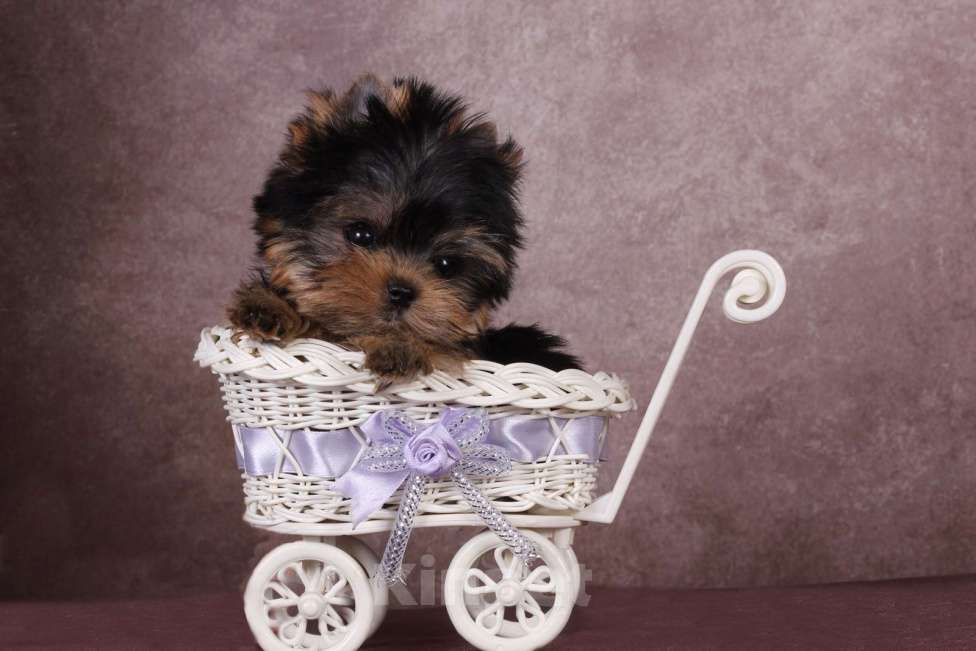 Собаки в Москве: Йоркширский терьер, курносая мини красотка Юджиния Девочка, 120 000 руб. - фото 8