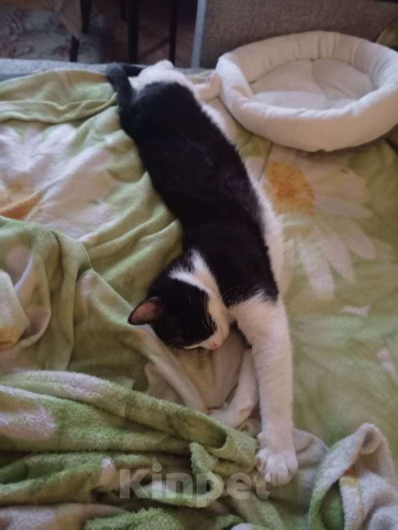 Кошки в Москве: Отдам в добрые руки Мальчик, Бесплатно - фото 1