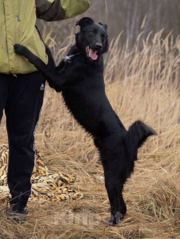 Собаки в Москве: Оникс ищет семью Мальчик, Бесплатно - фото 6