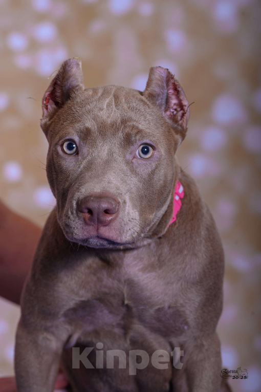 Собаки в Красноярске: Щенки американского питбультерьера Девочка, 120 000 руб. - фото 2