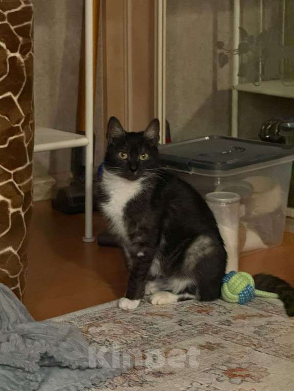 Кошки в Москве: Ласковая и спокойная кошечка Ласка в добрые руки Девочка, 1 руб. - фото 6