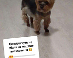 Собаки в Москве: Найден питомец , 1 руб. - фото 1