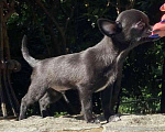 Собаки в Ялте: Щенки чихуахуа Мальчик, 25 руб. - фото 4