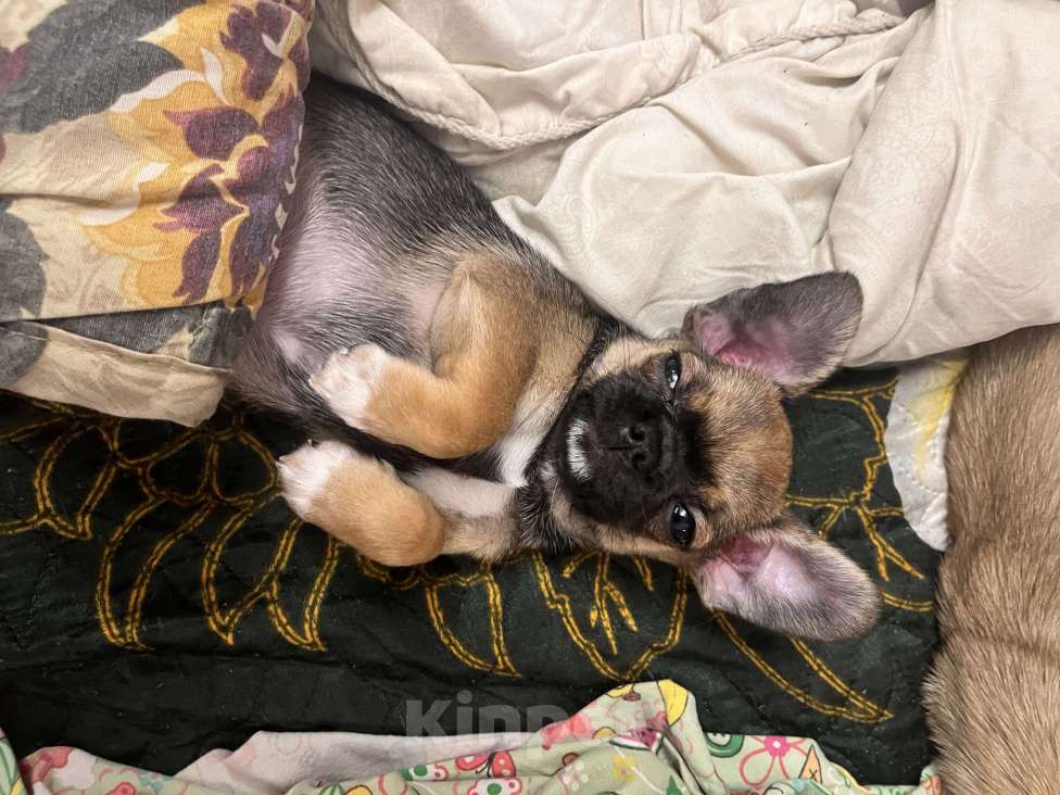 Собаки в Ярославле: Щенок чихуахуа,  мальчик  Мальчик, 20 000 руб. - фото 1