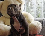 Собаки в Осташкове: Мальчик американский булли  шоколадного окраса Мальчик, 60 000 руб. - фото 4