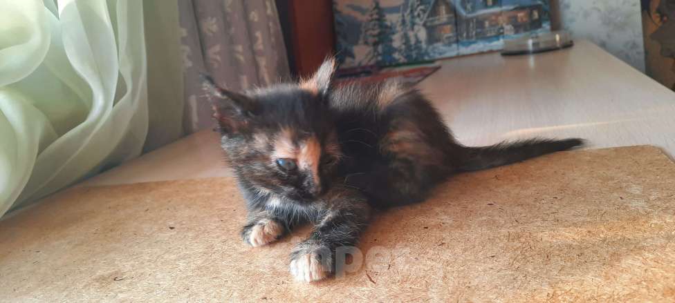 Кошки в Красногорске: Котик в добрые ручки Девочка, Бесплатно - фото 8