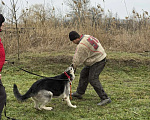 Собаки в других городах Краснодарского края: Щенок Восточноевропейской овчарки Девочка, 60 000 руб. - фото 8