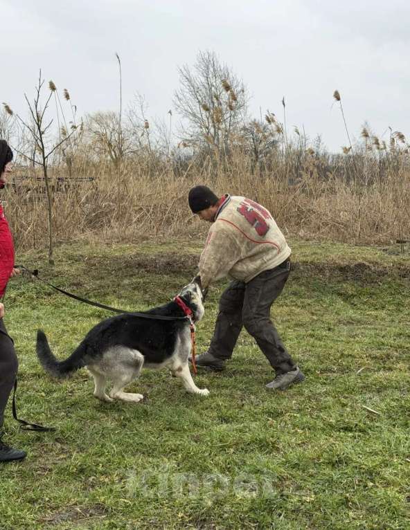 Собаки в других городах Краснодарского края: Щенок Восточноевропейской овчарки Девочка, 60 000 руб. - фото 8